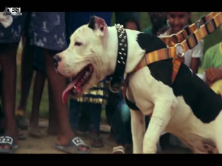 Bapu Di Support Aman Mohie Video Song