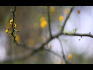 Chidiyan Manraj Patar Video Song